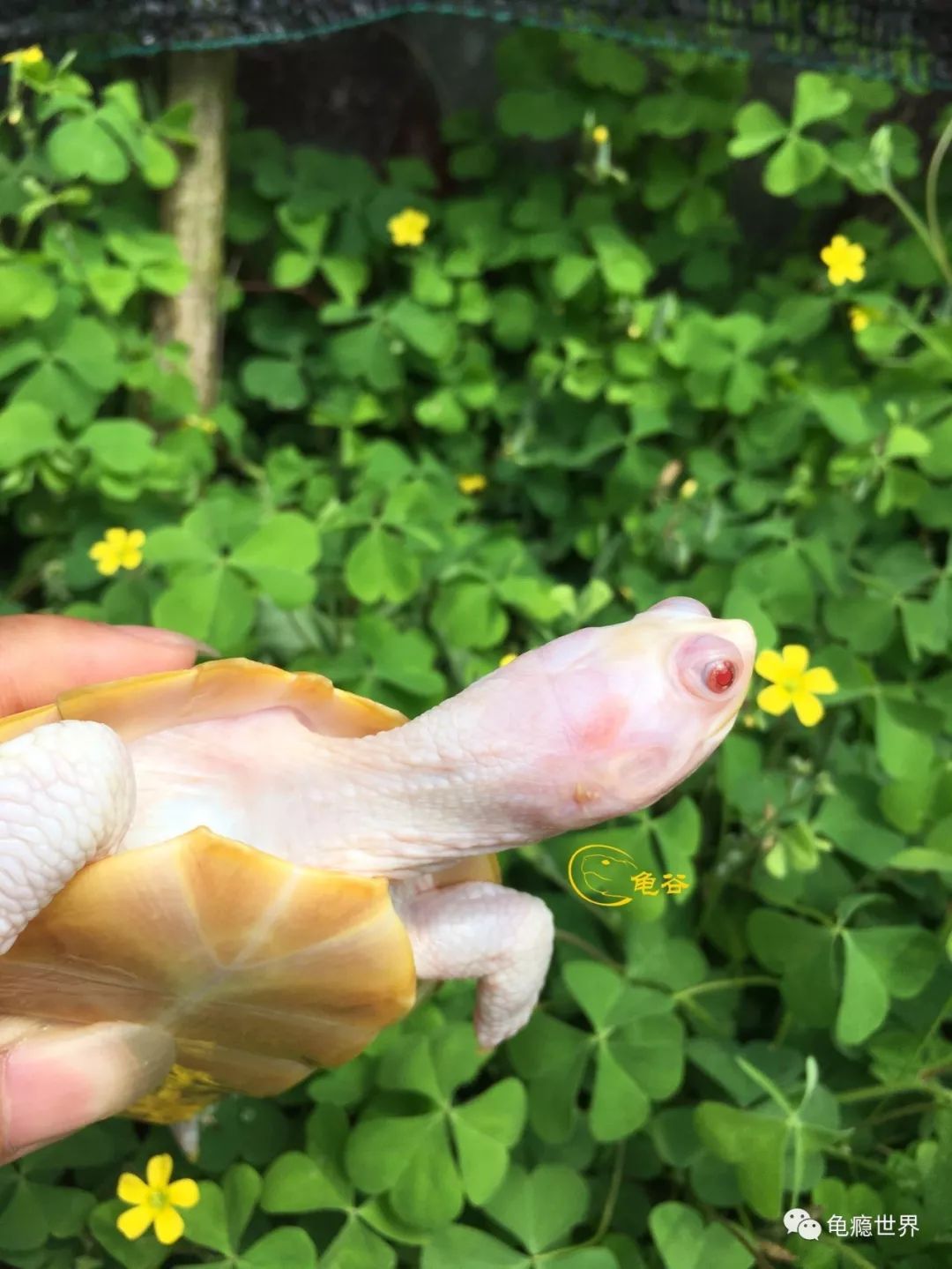 6粉