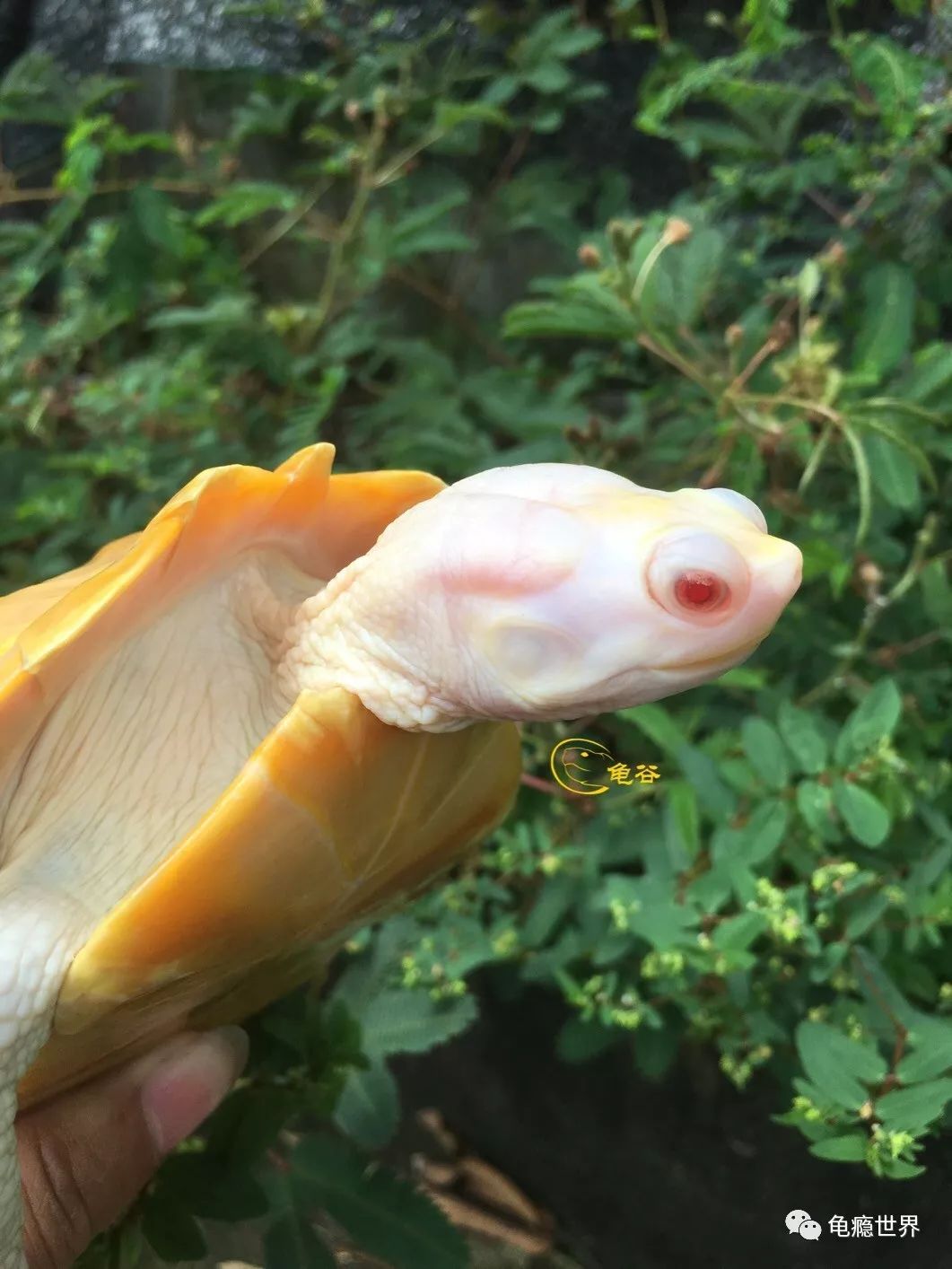 4粉