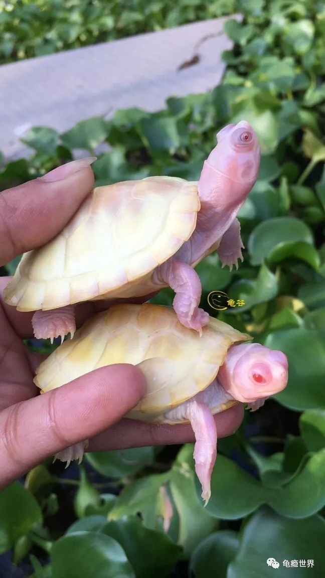3粉