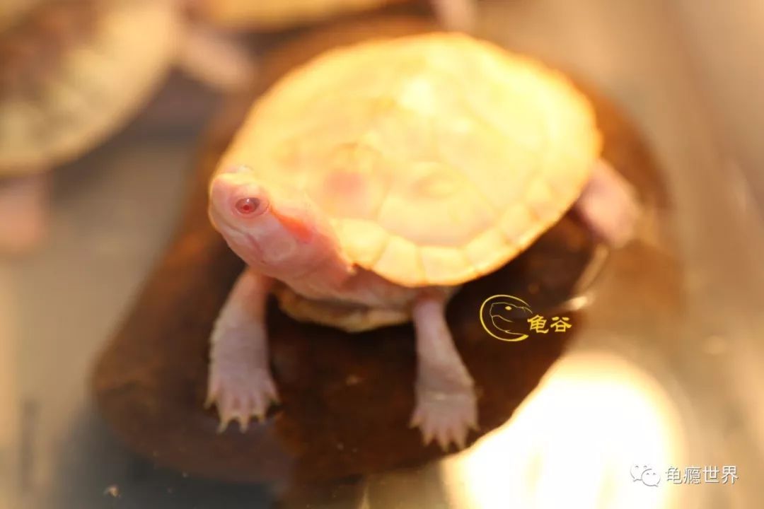 8粉