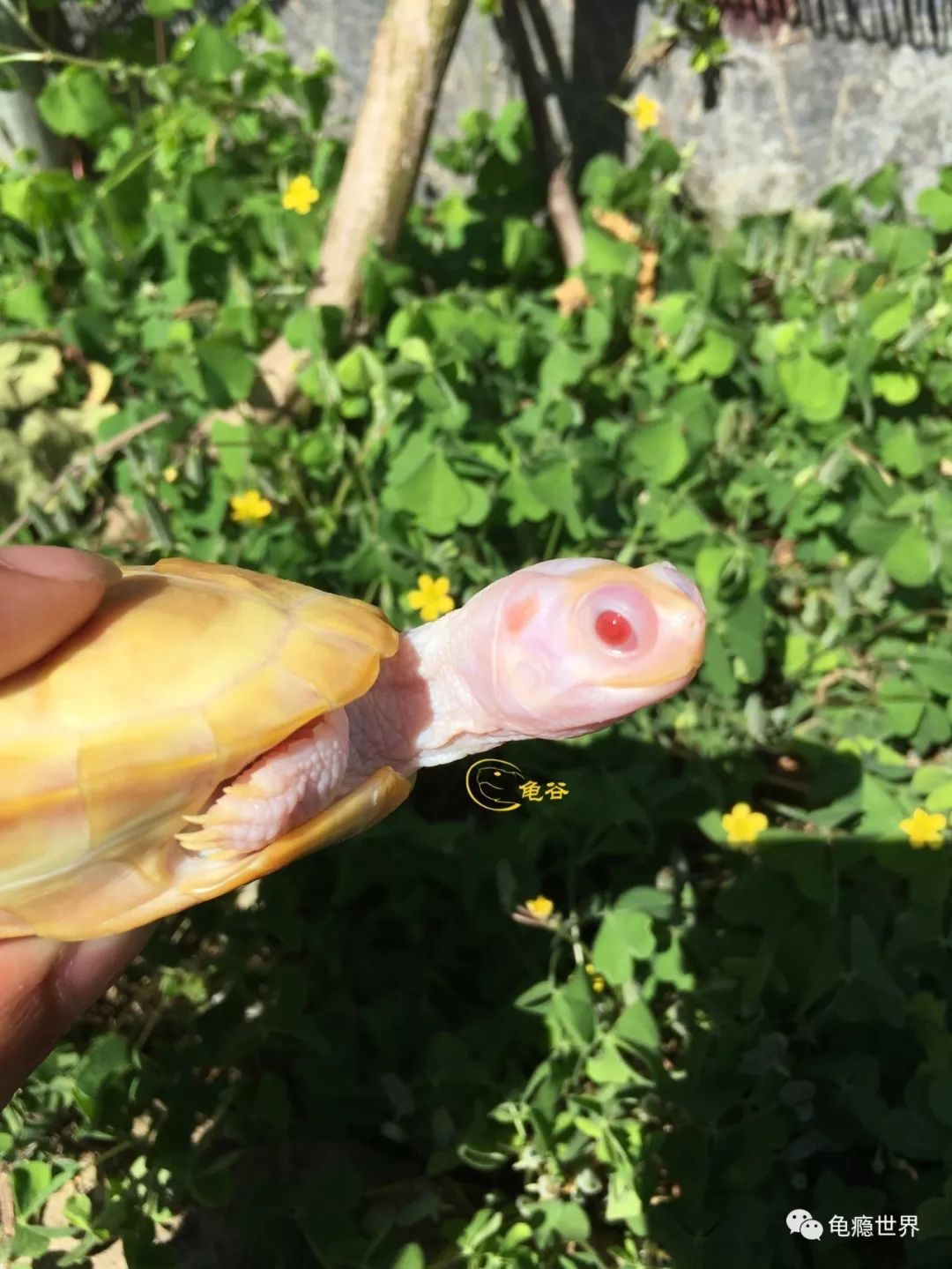 5粉