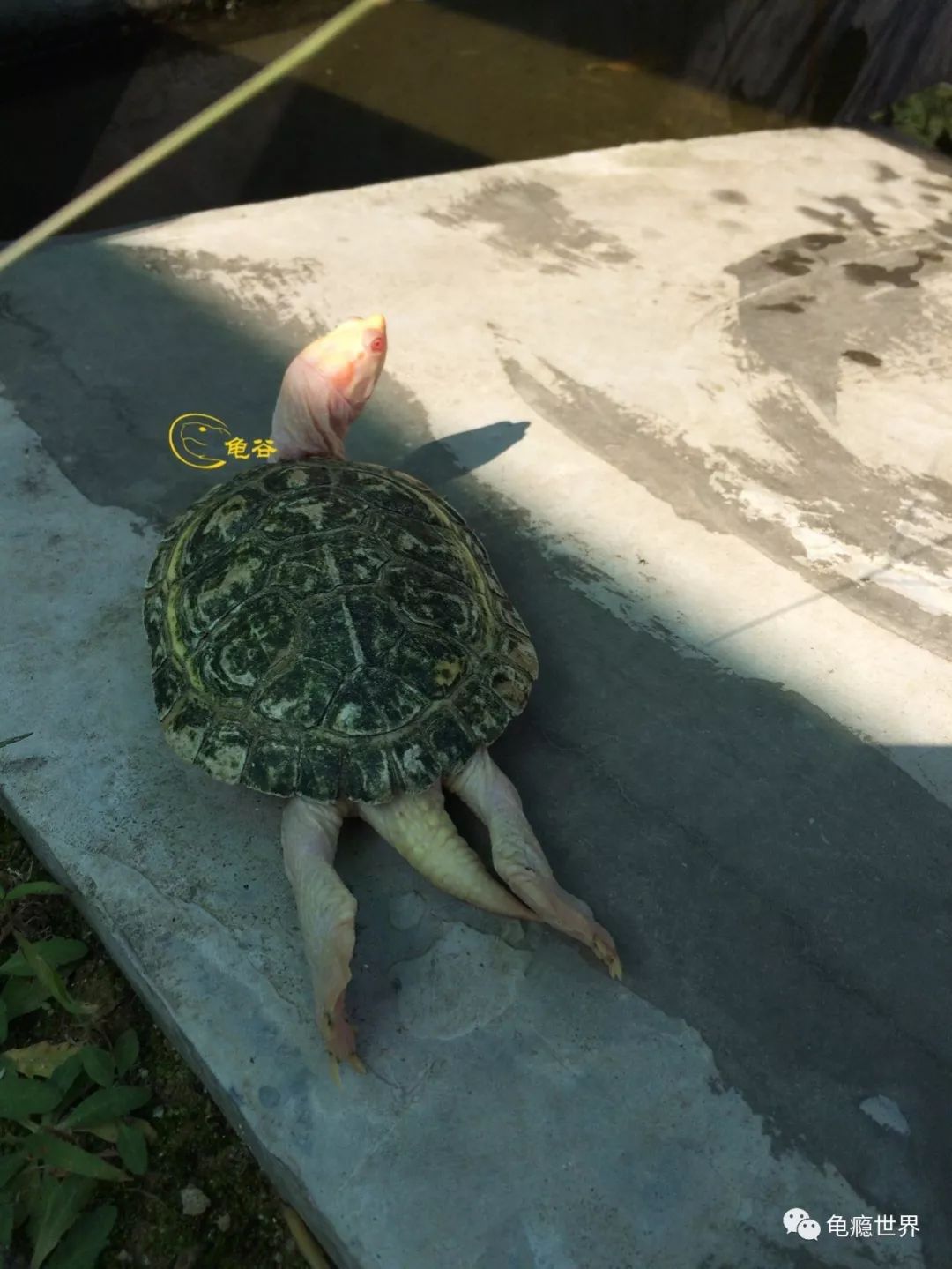 7粉
