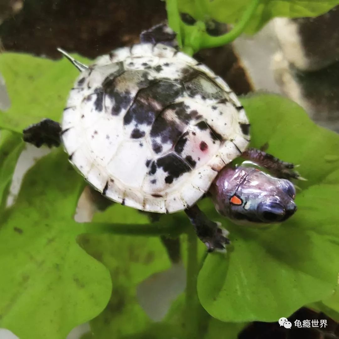 熊猫2